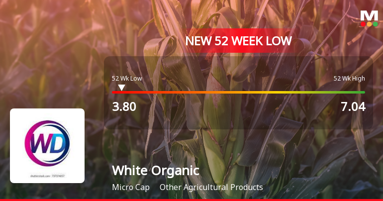 White Organic Agro Ltd Falls to 52-Week Low of Rs.3.8 Amidst Continued Underperformance