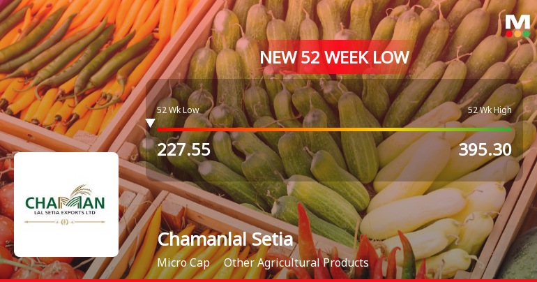 Markets Rally, But Chamanlal Setia Exports Ltd Sinks to 52-Week Low in Stock-Specific Sell-Off
